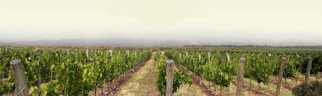 Weinberg in Argentinien
