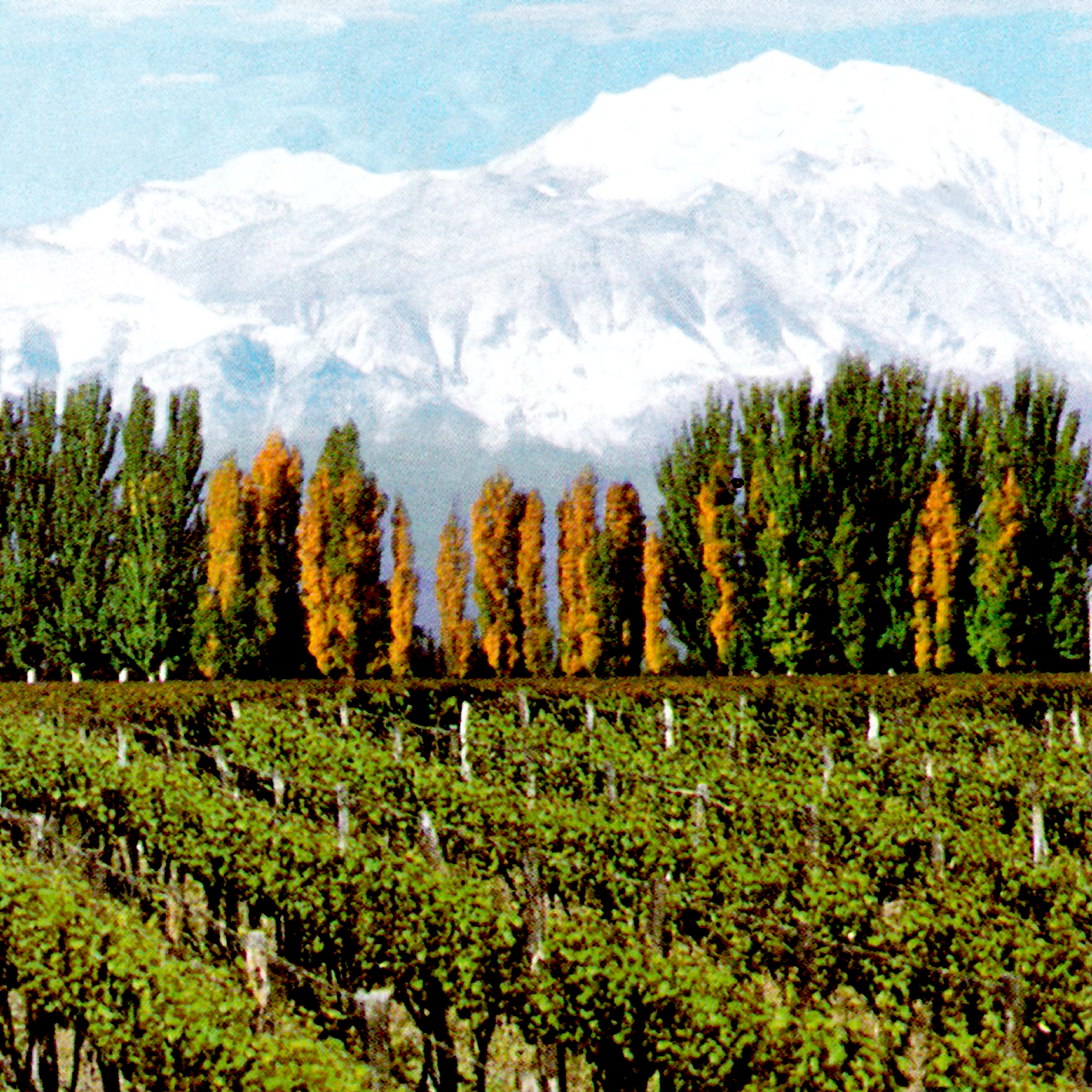 Argentinischer Weinberg
