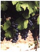 Malbec-Trauben